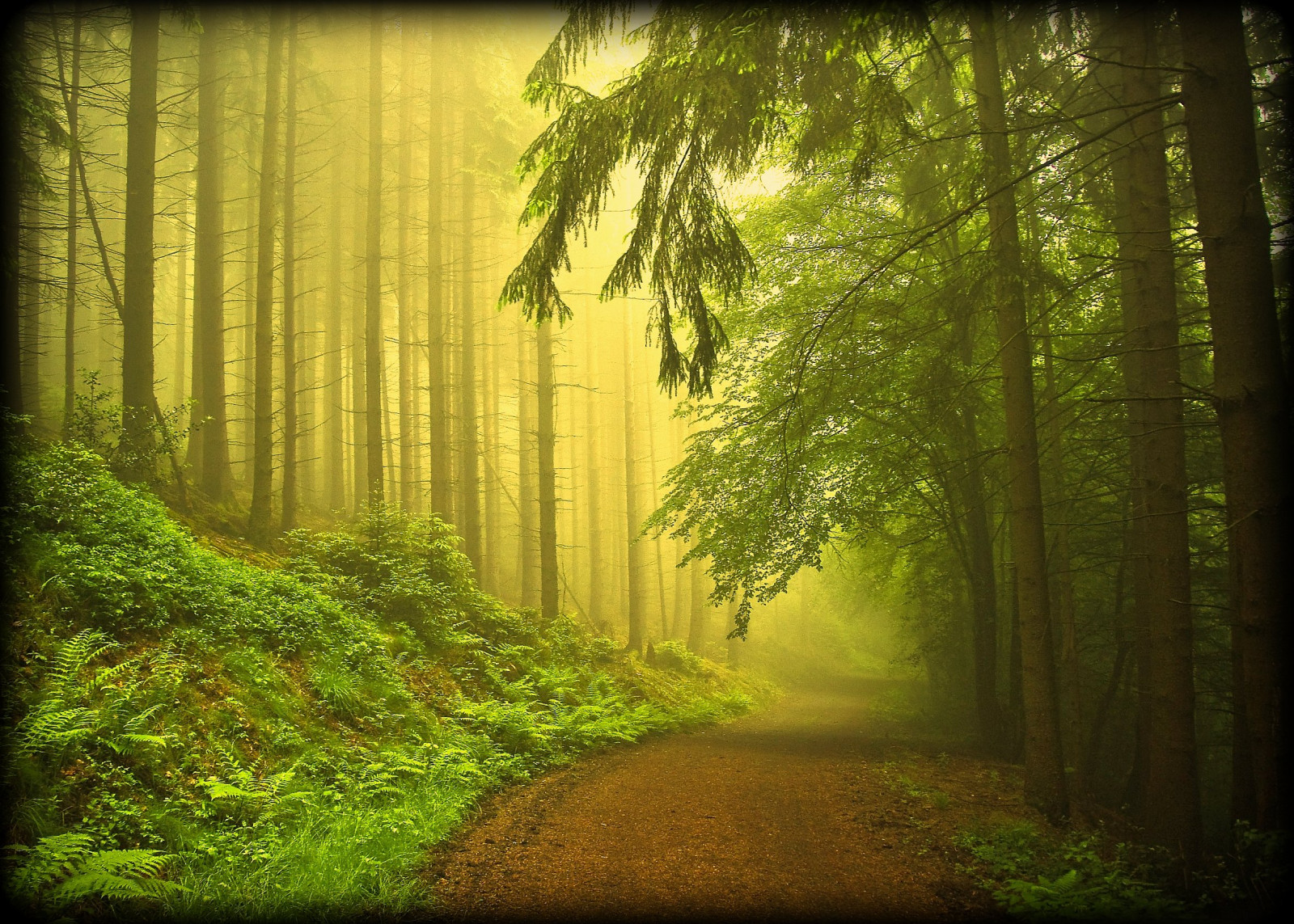 slunečnímu záření, les, Příroda, tráva, dřevo, větev, zelená, ráno, Německo, mlha, džungle, cesta, kolínská, UMĚNÍ, světlo, strom, podzim, list, rostlina, cesta, tma, tvořivý, theperfectphotographer, theunforgettablepictures, bestcapturesaoi, platinumphoto, artofimages, Oberberg, vanagram, zálesí, specialpicture, místo výskytu, přírodní prostředí, atmosférický jev, počítač tapeta, dřevina, opadavý