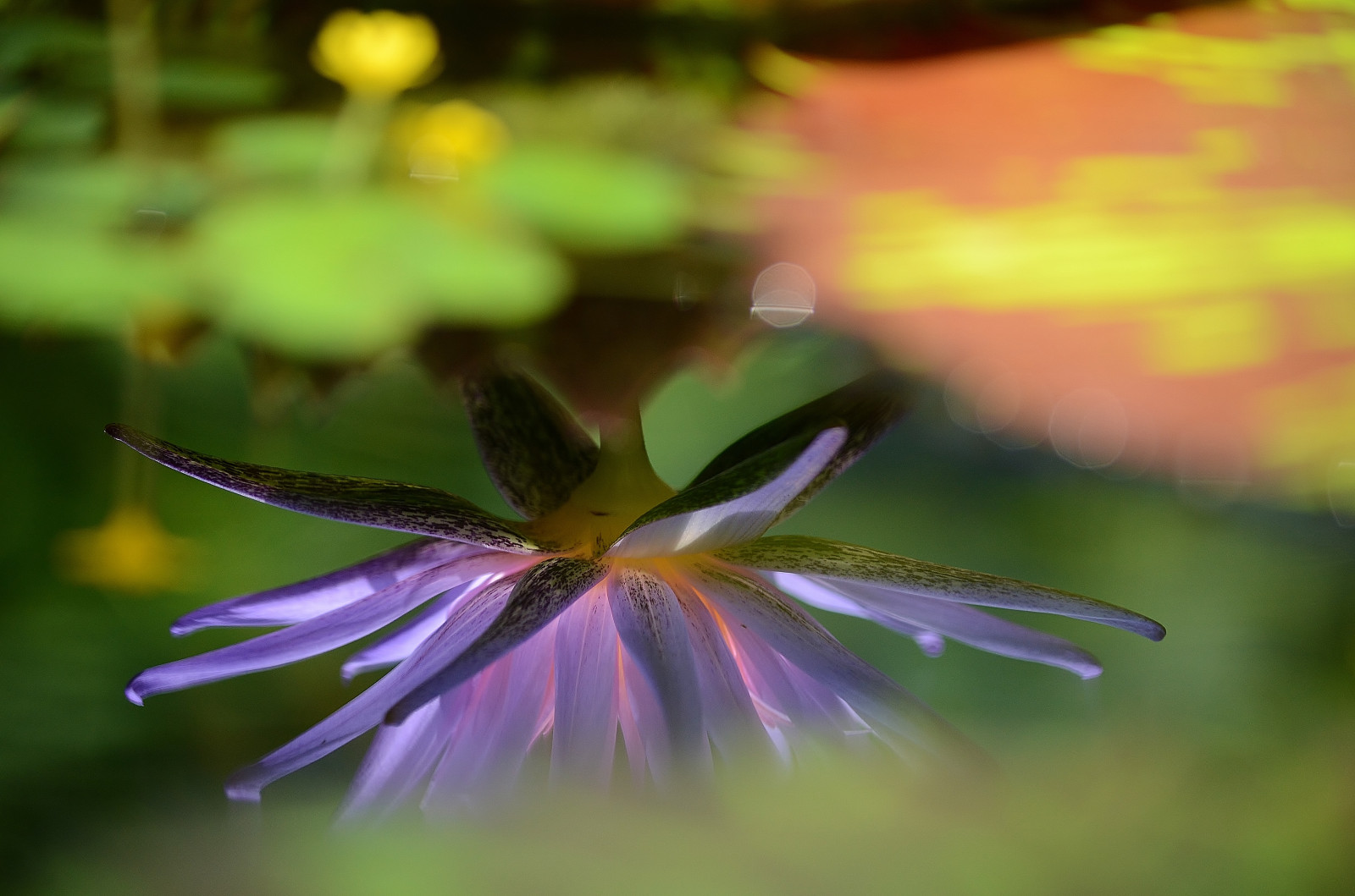 Japan, Sonnenlicht, Natur, Fotografie, Grün, Gelb, blühen, Blatt, Blume, Pflanze, Auge, Kobe, Flora, Blütenblatt, Wildblume, Botanik, Landanlage, blühende Pflanze, Nahansicht, Makrofotografie, Pflanzenstamm