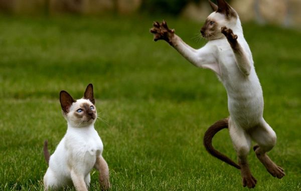 césped, perro, saltar, mamífero, Gatos, juguetón