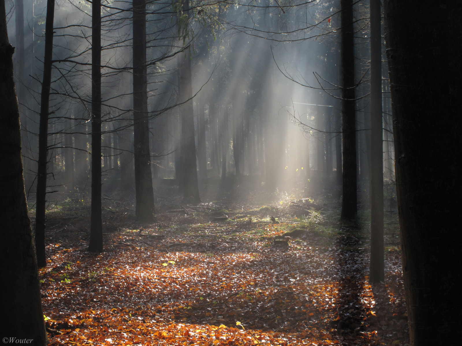 slunečnímu záření, krajina, les, podzim, větev, ráno, mlha, Kánon, atmosféra, listopad, sluneční paprsky, holandský, Holandsko, Sluneční paprsek, světlo, strom, podzim, mlha, tma, sluneční paprsky, anawesomeshot, theperfectphotographer, nederland, Nizozemí, theoriginalgoldseal, platinumphoto, G10, goldstaraward, spiritofphotography, rubyphotographer, canonpowershotg10, bestofmywinners, zálesí, yourwonderland, Herfst, bos, sunray, travelsofhomerodyssey, raysoflight, mírné jehličnatý les, biome, prales, jev, autumncolours, dragondaggeraward, provincieutrecht, Baarn, zonnestralen, herfstkleuren, temný les, wouter, Wout, Bossen, delagevuursche, herfstbladeren, autumcolours, herfsttinten, autumnfeeling, herfstfoto, woutervanwijngaarden, woutvanwijngaarden, woutvanwijngaardenbaarn, woutervanwijngaardenbaarn, thenederlands, spruce fir forest