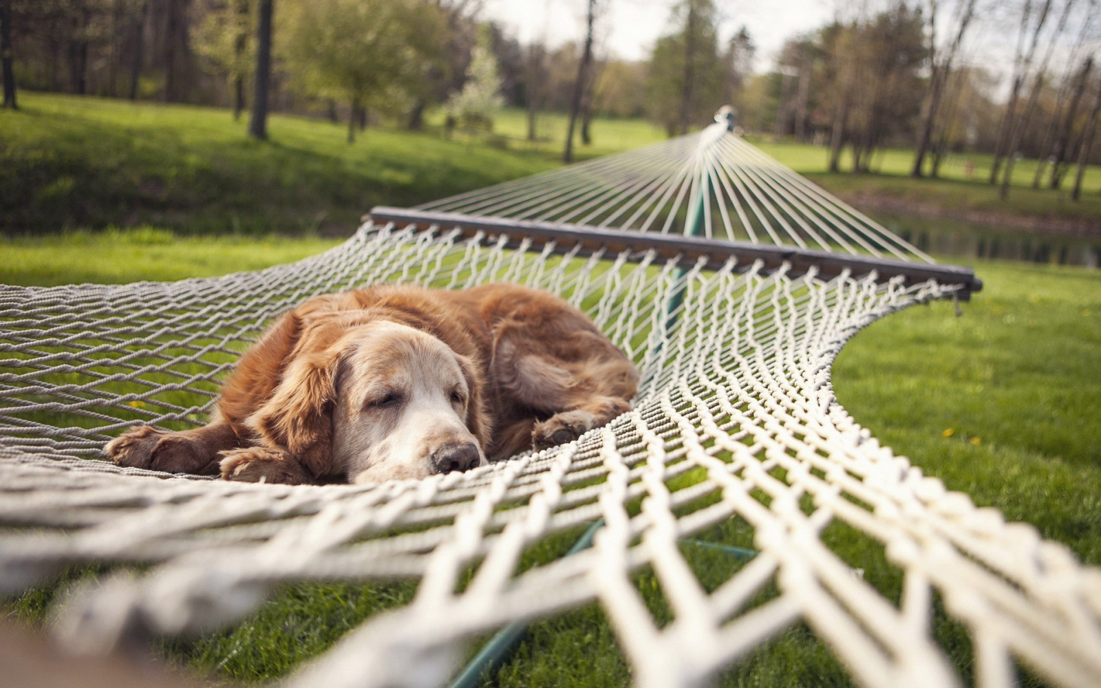 Wallpaper animals, hammocks, 1920x1200 px, dog like mammal 1920x1200