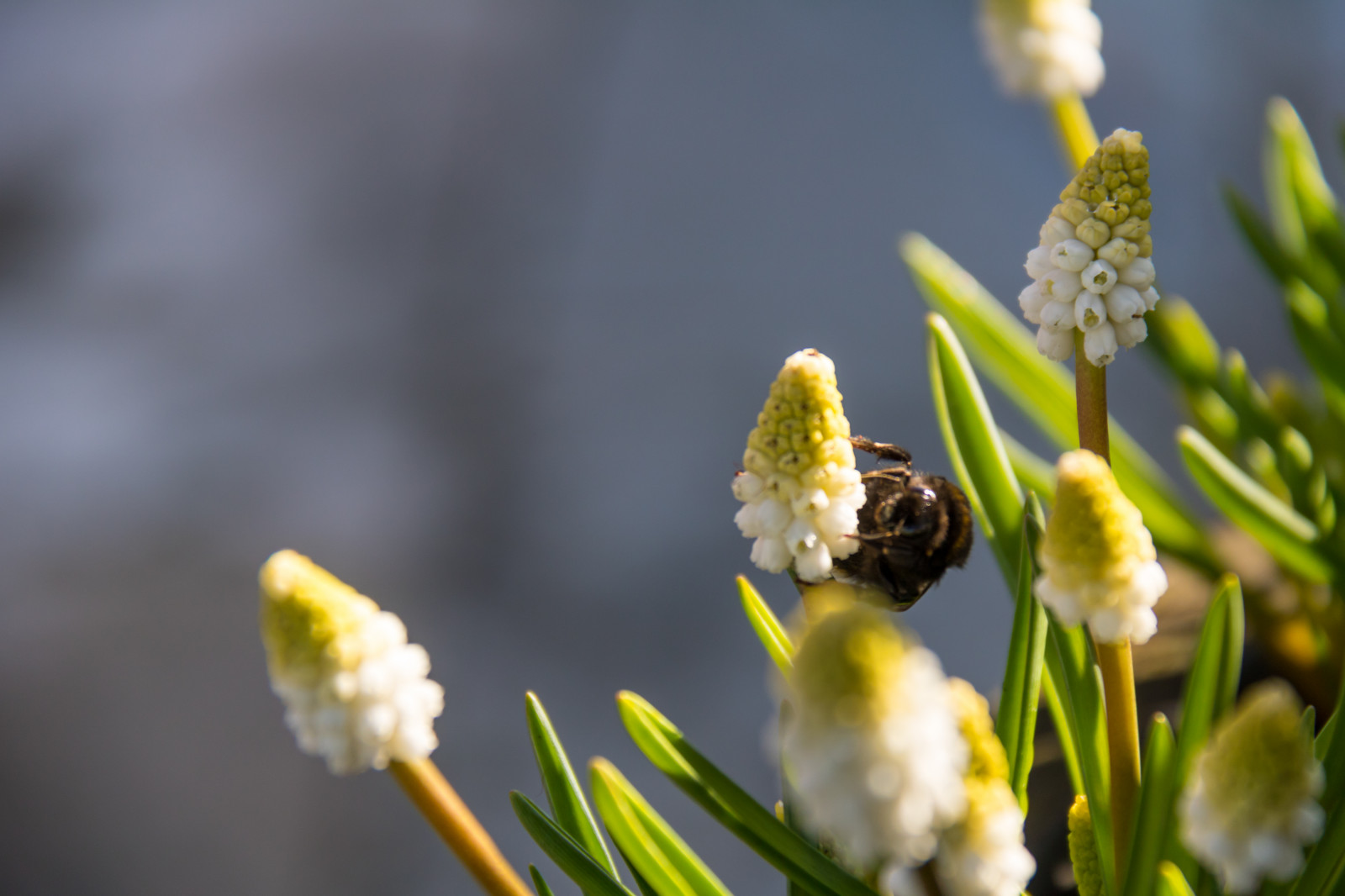 bílý, Příroda, fotografování, větev, hmyz, zelená, žlutý, pyl, květ, jaro, Čmelák, Včela, květ, rostlina, flóra, pupen, Blomma, katrinetorp, katrinetorpslanderi, insekt, bi, fauna, divoká rostlina, botanika, suchozemská rostlina, kvetoucí rostlina, zblízka, makro fotografie, závod stonek, bezobratlý, membrána okřídlený hmyz, nektar, včelí med