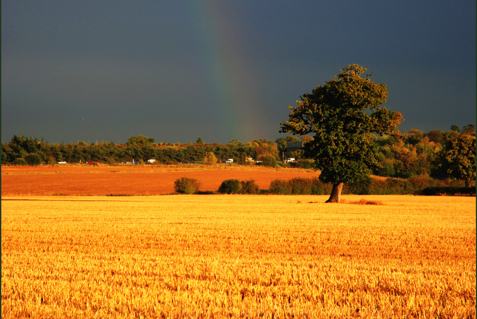 pole, nebe, žlutý, duha, tráva rodina, strom, prérie, oříznutí, venkov, ráno, prostý, jev, hospodařit, lučina, zemědělství, mrak, krajina, louka, slunečnímu záření, meteorologický jev, večer, tráva, zboží, ekoregion, sklizeň, pšenice