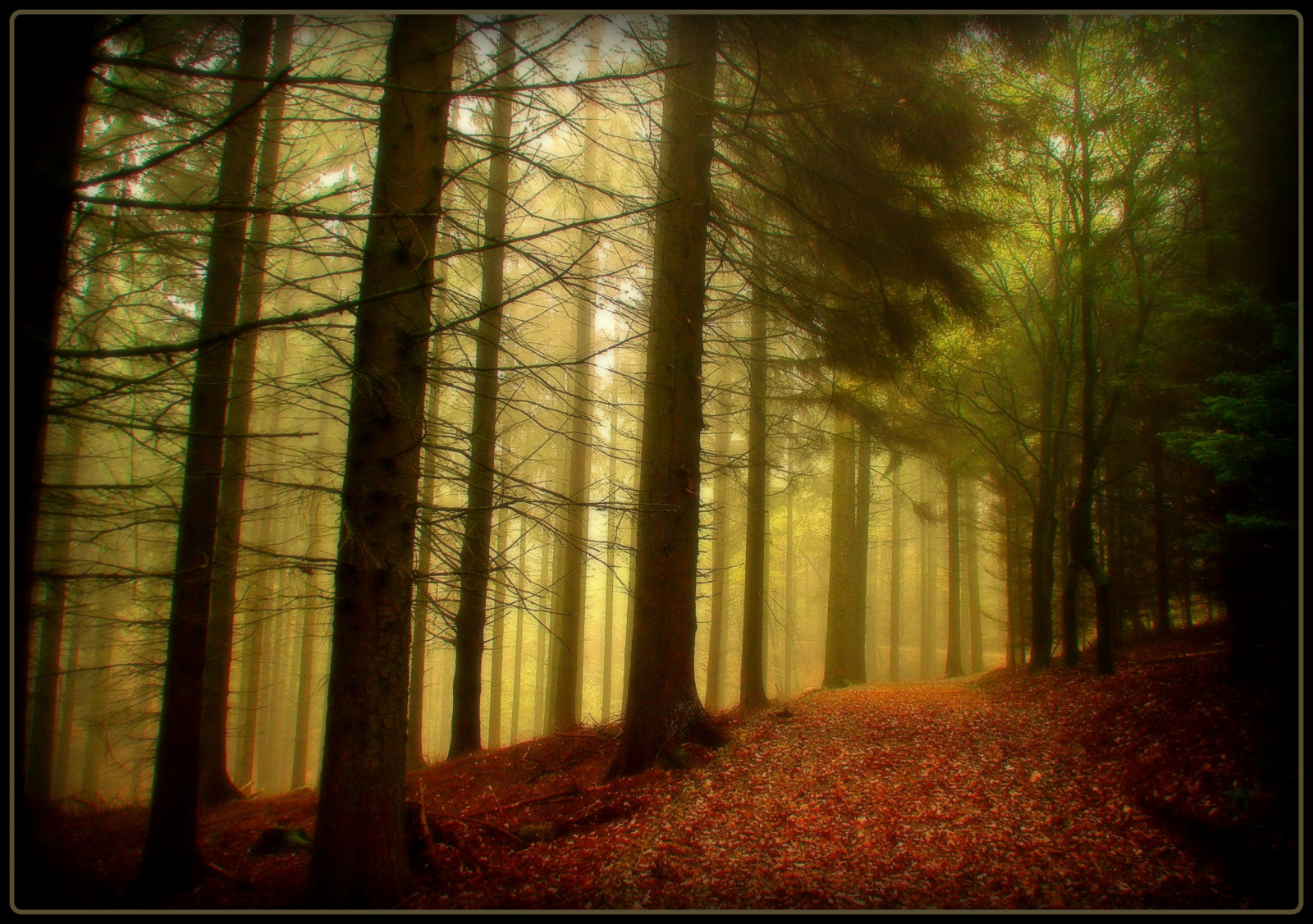 แสงแดด, ป่า, ตก, ธรรมชาติ, ไม้, เช้า, เยอรมนี, มายากล, เส้นทาง, โคโลญ, ศิลปะ, ลึกลับ, ต้นไม้, ฤดูใบไม้ร่วง, ใบไม้, ฤดู, ทาง, elitegalleryaoi, ความมืด, ลึกลับ, anawesomeshot, abigfave, theunforgettablepictures, bestcapturesaoi, golddragon, platinumphoto, ภาพหน้าจอ, colorphotoaward, Oberberg, platinumsuperstar, วากามาราม, lesamisdudupetitprince, ป่าไม้, 22102008, creativ, ถิ่นที่อยู่, สภาพแวดล้อมทางธรรมชาติ, ปรากฏการณ์บรรยากาศ, วอลล์เปเปอร์คอมพิวเตอร์, ระบบนิเวศ