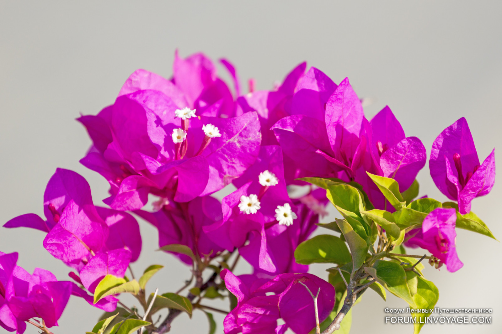 západ slunce, moře, kopec, pláž, větev, růže, květ, Malajsie, džungle, růžový, jachta, purpurová, ibišek, Cattleya, Langkawi, Marina, barva, hora, květ, rostlina, venkovní, oceán, flóra, přístav, okvětní lístek, phuketian, eose, suchozemská rostlina, kvetoucí rostlina, keř, jednoletá rostlina, brambořík