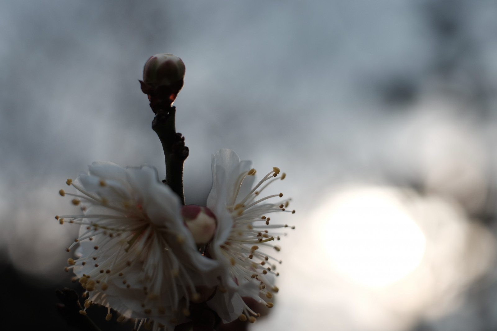 bianca, la neve, inverno, fotografia, fiorire, primavera, Tokyo, Fujifilm, albero, foglia, fiore, pianta, palma, flora, mano, petalo, Fujinon, ikegamibaien, xf35mmf14r, classicchrome, X, xf35mm, xt1, mcex, mcex11, avvicinamento, fotografia macro