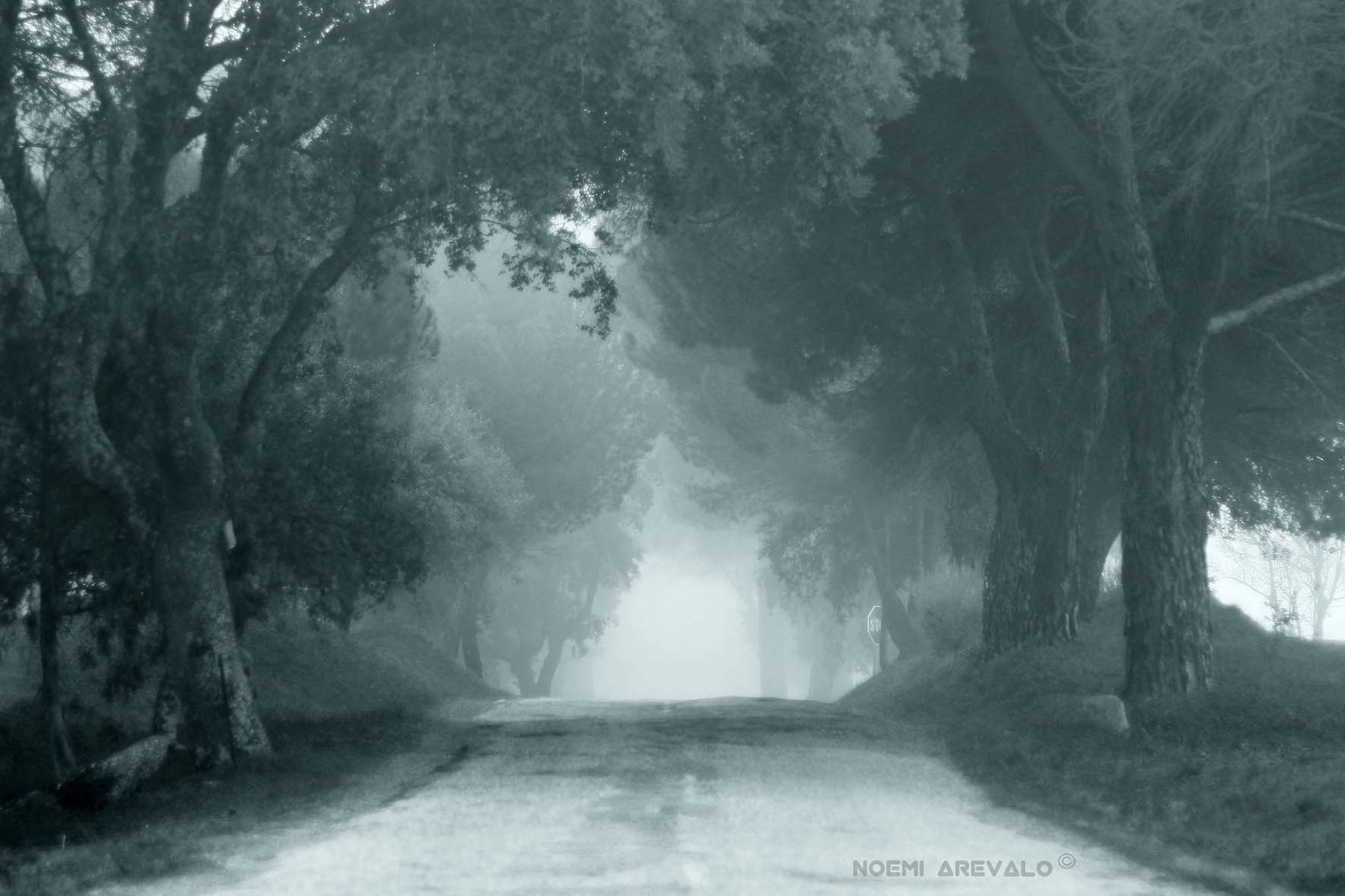 stromy, les, černobílý, Příroda, sníh, zima, ráno, mlha, mráz, Kánon, zmrazení, Niebla, strom, mlha, počasí, sezóna, tělesné, invierno, Bosque, arboles, tma, forrest, vánice, ps, monocromo, mld, edice, atmosférický jev, Černý a bílý, monochromatické fotografování, zimní bouře, procesado, Zpracováváte, Edicion, virado