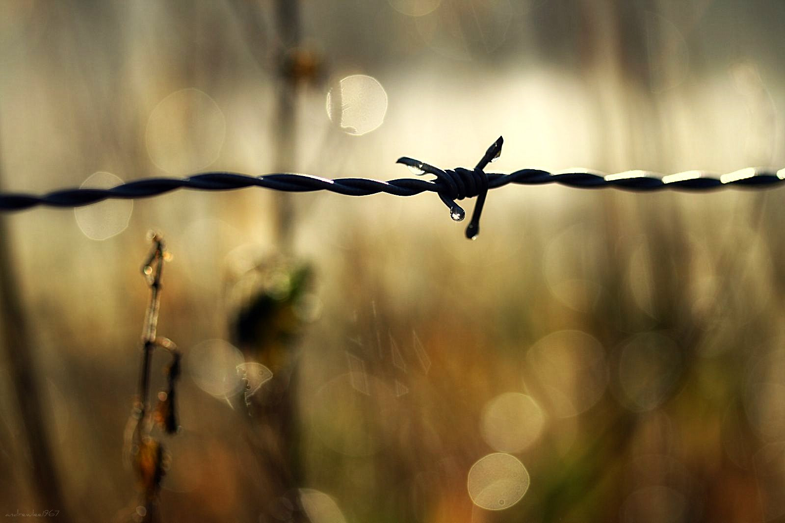 slunečnímu záření, voda, odraz, větev, ráno, plot, bokeh, Spojené království, světlo, květ, tma, canon400d, větvička, andrewlee1967, andrewlee, zblízka, makro fotografie, drátěné pletivo, ostnatý drát, home oplocení, efs60mmf28usm