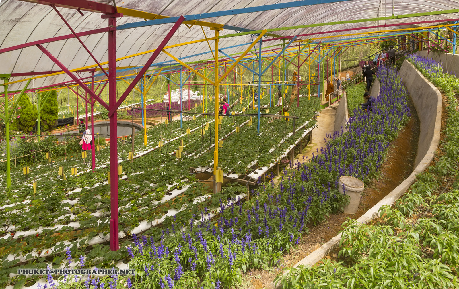 zahrada, kopec, Příroda, tráva, nebe, motocykl, pole, zelená, modrý, mlha, hospodařit, čaj, Malajsie, Thajsko, skleník, mrak, strom, cestovat, list, hora, květ, mě, jahoda, starý styl, fiel, výlet, zemědělství, cesta, plavba, phuket, moto, Leathes, cameron, vrchovina, geo, phuketian, Kedah, Stát, plantáž, outdoor struktura, Muž se objekt