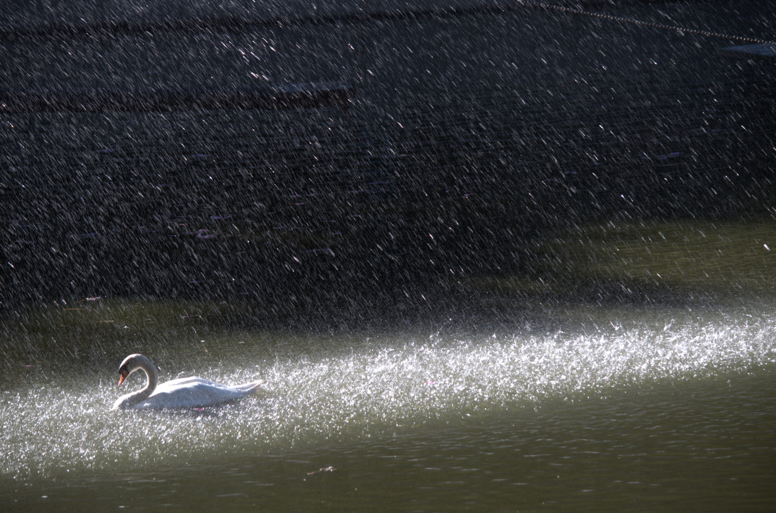 Wallpaper sea, lake, nature, snow, rain, Zoo, Freezing, Capture, 3200
