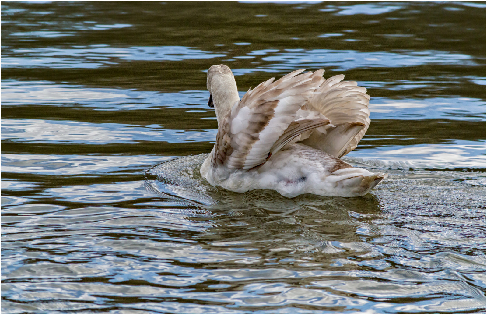 Wallpaper swan, wakefield, bird, newmillerdam, westyorkshire, water, animal, wildlife