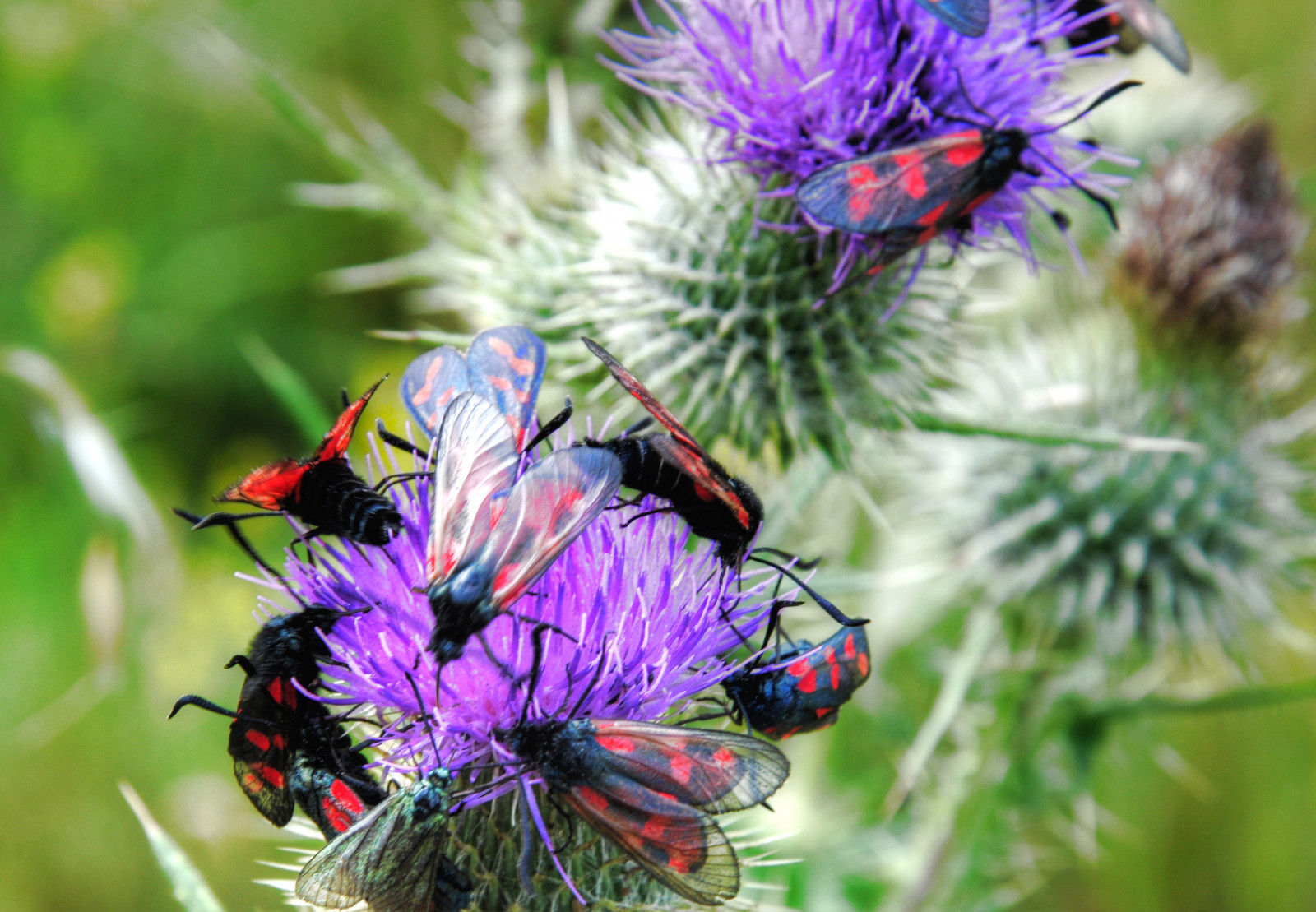 Norfolk Insects Wallpaper : England, nature, insect, underground, Europe, britain ...