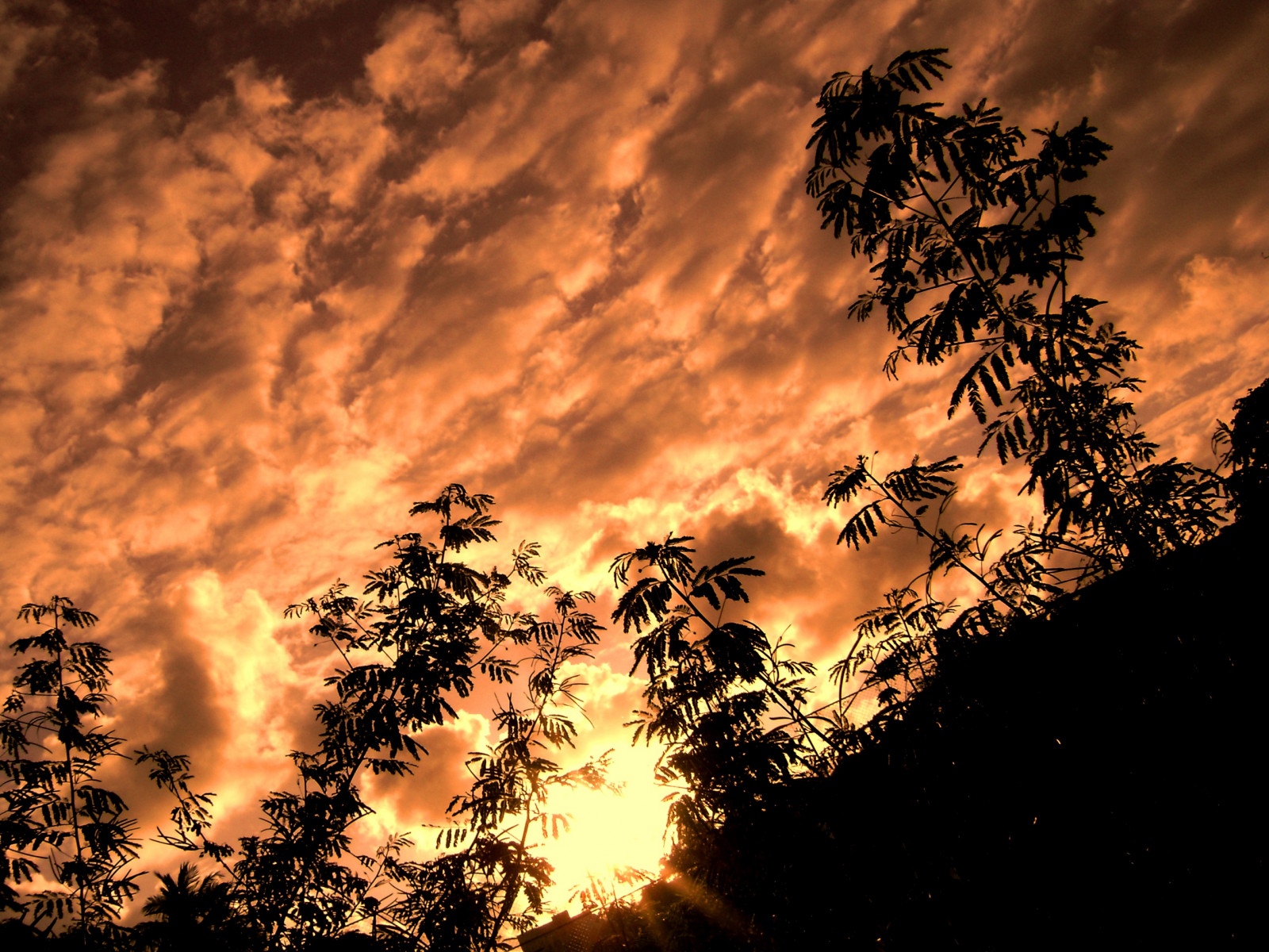 stromy, západ slunce, nebe, oranžový, slunce, slunce, mraky, krajina, oheň, nebe, laranja, CEU, prozkoumat, hořící, nuvens, fogo, arvores, queimando, colourartaward