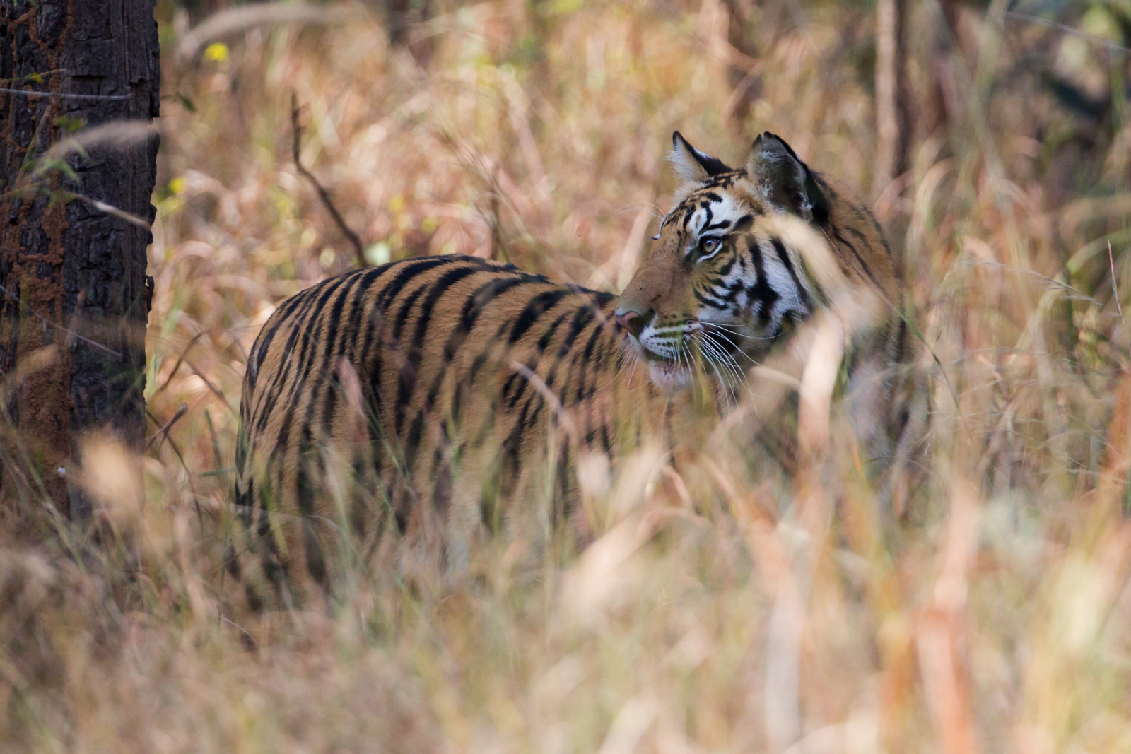 les, zvěř, Asie, Příroda, tráva, tygr, Indie, Volně žijících živočichů, národní park, velké kočky, divočina, savci, masožravec, 2017, lučina, natur, Safari, dravec, Wald, fauna, savec, Asien, indien, Zvířata, savana, křoviny, carnivoran, organismus, všechna práva vyhrazena, copyrightthomasretterath, ohrožené druhy, GEF hrdetetierart, RedList, roteliste, s ugetier, thomasretterath, bengalischertiger, felidae, raubtiere, pantheratigristigris, bandavgar, terrestrial animal, plant community