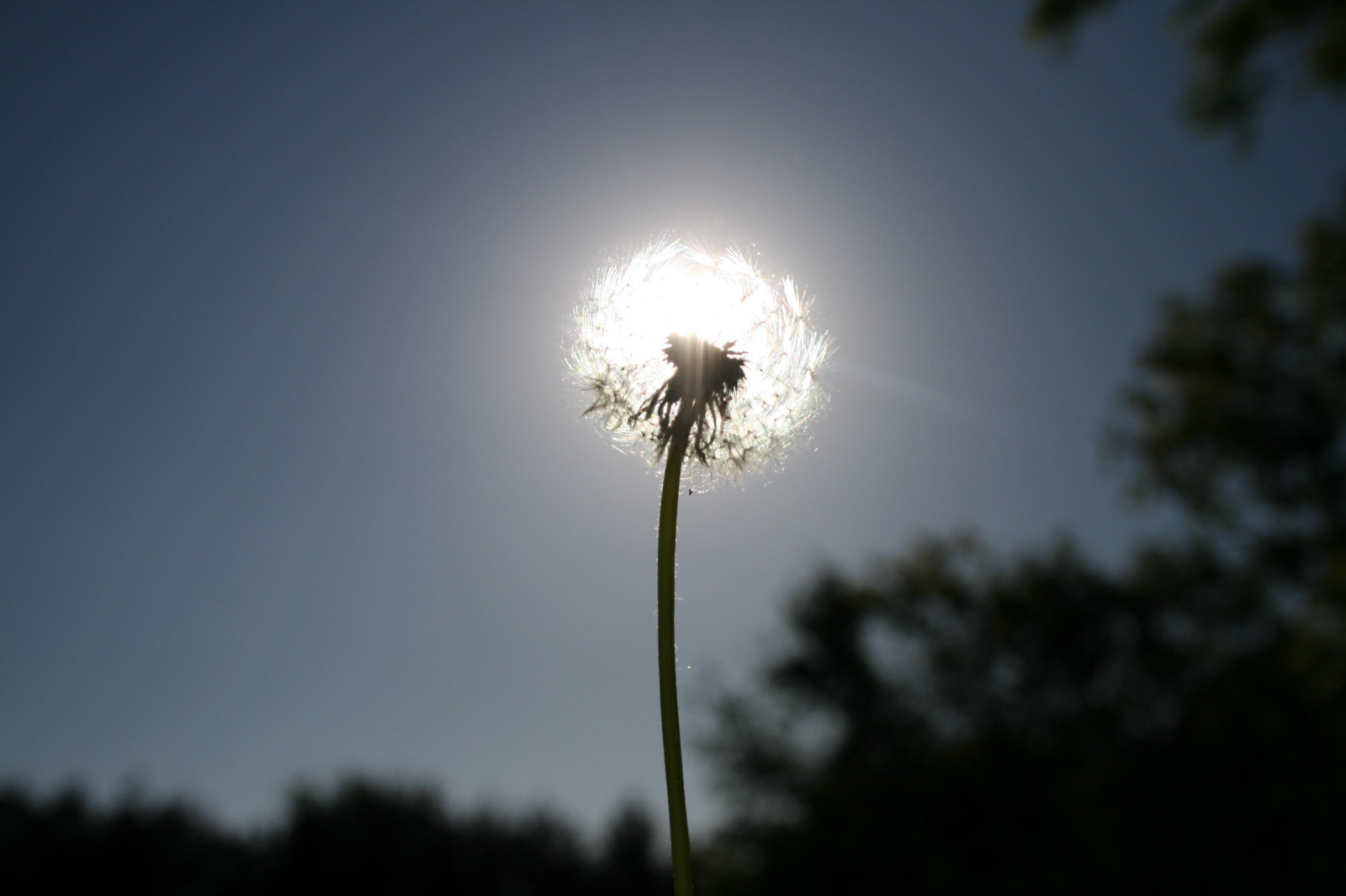 slunečnímu záření, stromy, pouliční osvětlení, květiny, orlíček, odraz, nebe, tulipány, tygr, slunce, prskavka, růže, vítr, kapradiny, zatmění, magnólie, Wisconsin, kamélie, Sasanka, Lotus, hortenzie, Duhovka, šeřík, lilly, mrak, strom, květ, prozkoumat, třešeň, narcis, jiřina, slunečnice, orchidej, západy slunce, sněženka, narcis, vánoční hvězda, pelargónie, pampelišky, amarylis, zimolez, denně, Sweetpea, Atmosféra Země, waterlilly, astra, Trillium, bleedinghearts, karafiát, kampion, mučenka, begónie, crownimperial, banksia, Gaillardia, měsíček, spiderwort, cannalily, corcus, wandflower, africanlilly, pansyviolet, haycinth, kimjongilia, vioilet