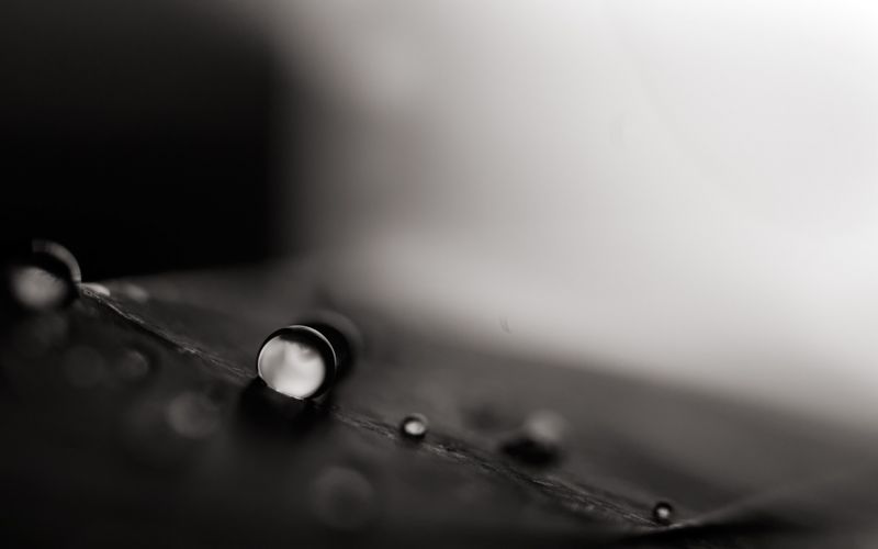 nero, monocromo, le foglie, bianca, natura, piante nero, monocromo, le foglie, bianca, natura, piante