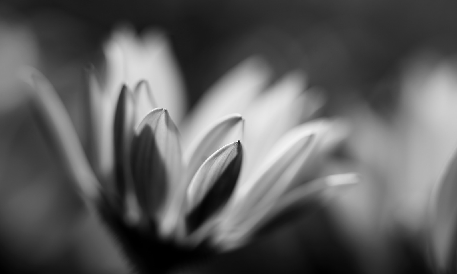 sollys, hvid, sort, monokrom, blomster, have, natur, græs, planter, fotografering, makro, Frankfurt, kronblade, blomst, bokeh, 2015, forår, blomster, lys, sort og hvid, blad, blomst, plante, bw, primavera, makro, natur, mørke, kronblad, SW, 6d, canoneos6d, Pflanzen, printemps, bl te, blumen, garten, makroaufnahmen, anymotion, bl tenbl tter, computer tapet, sort og hvid, monokrom fotografering, tæt på, makrofotografering, Osteospermum, Fruhling, capedaisy, kapk rbchen