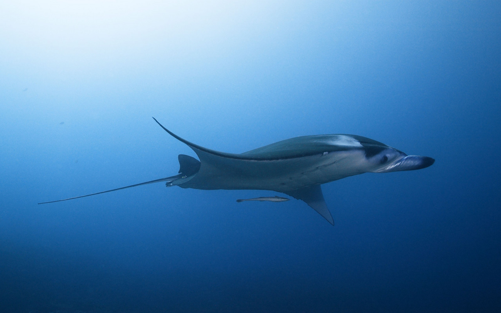 Fondos de pantalla : mar, pescado, submarino, mantarraya, biología ...