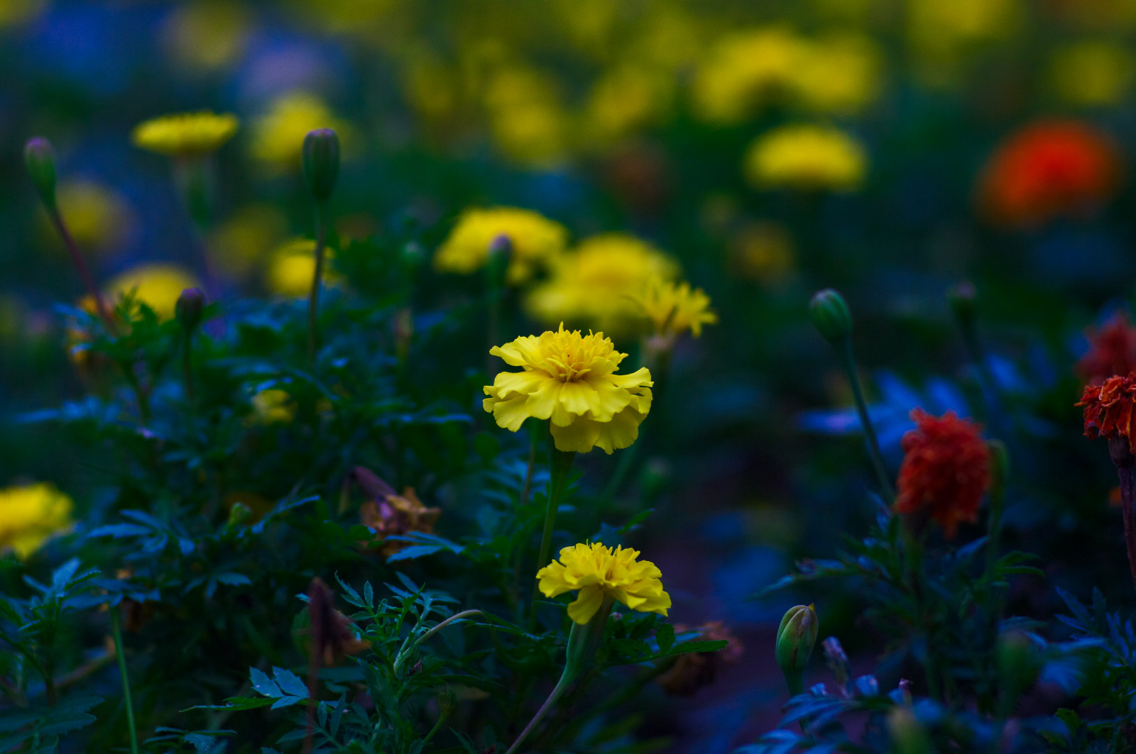 Wallpaper sunlight, flowers, nature, field, yellow, blossom, dusk, beautiful, flower, pentaxk7