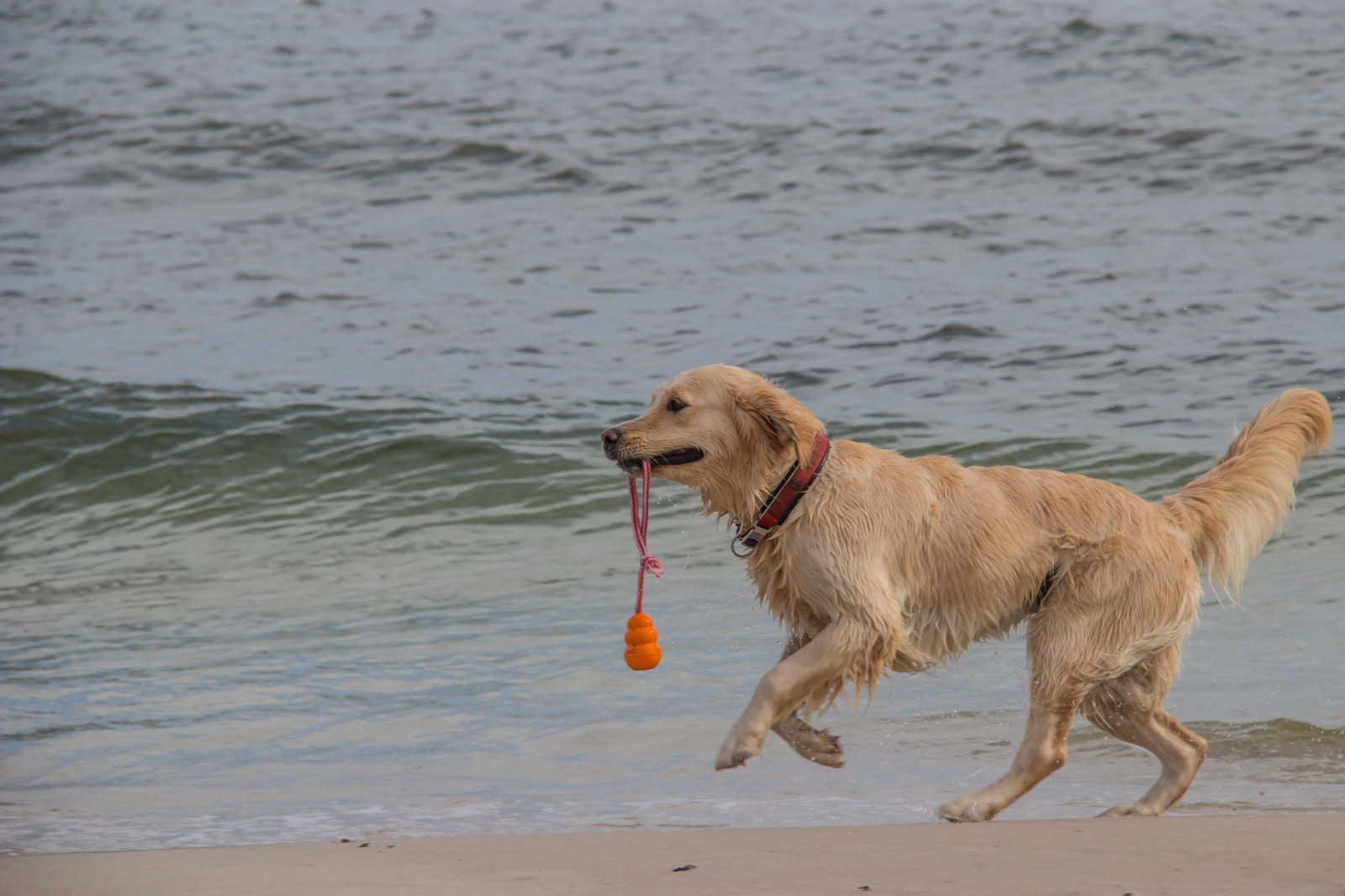 Hund, Hund, Sandhammaren, Säugetier, Wirbeltier, Hund wie Säugetier, Golden Retriever, Retriever