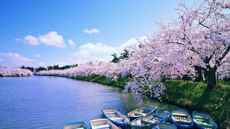 Japonsko,odraz,Sakura blossom,loď,mraky,Hirosaki