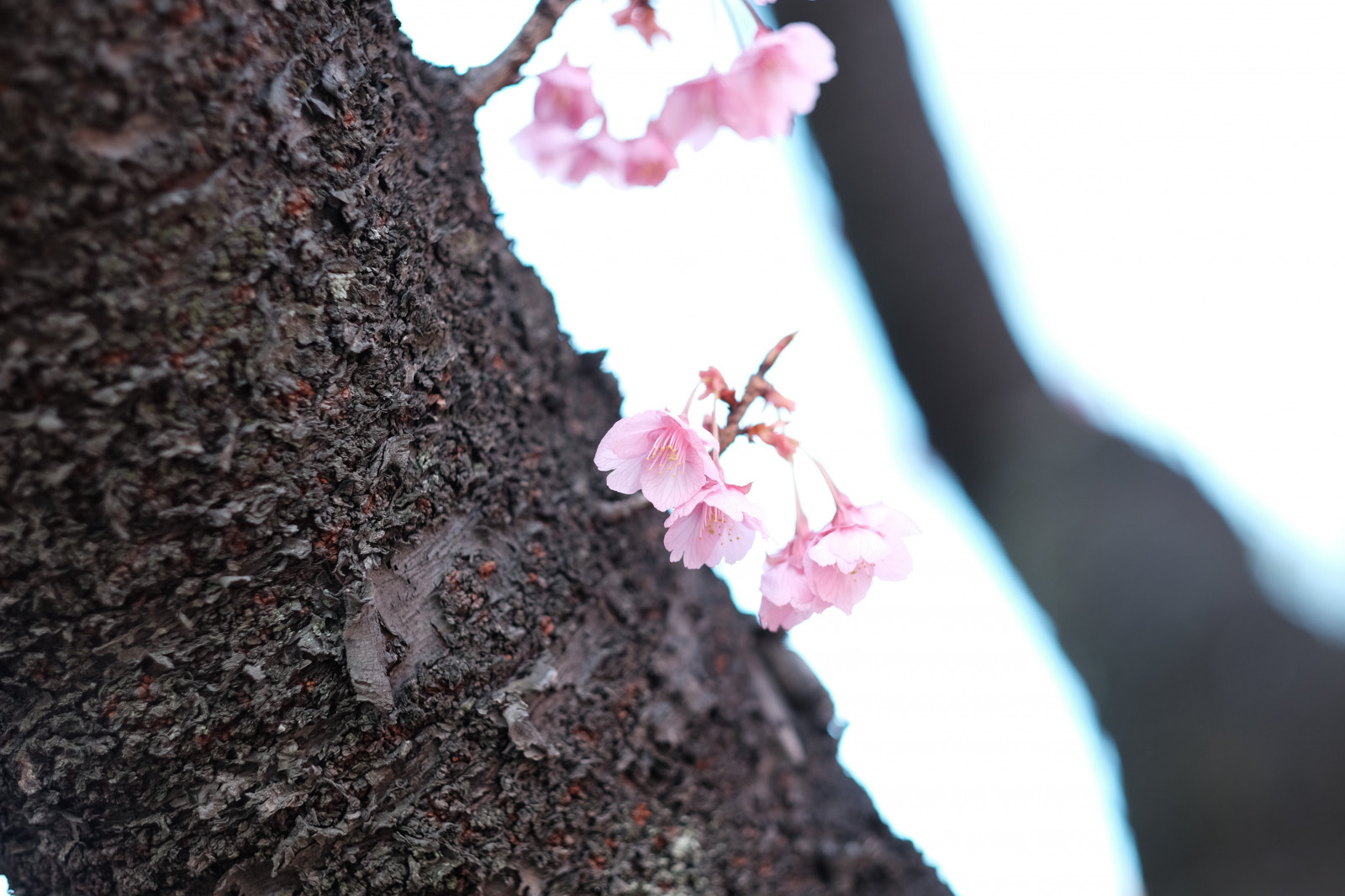 větev, Třešňový květ, květ, růžový, jaro, Tokio, Fujifilm, list, květ, rostlina, třešeň, Třešňový květ, sakura, okvětní lístek, Fujinon, ebarashrine, classicchrome, x, Shinagawa, xf56mmf12r, xf56mm, XT1, půda, vyrobit, zblízka, makro fotografie