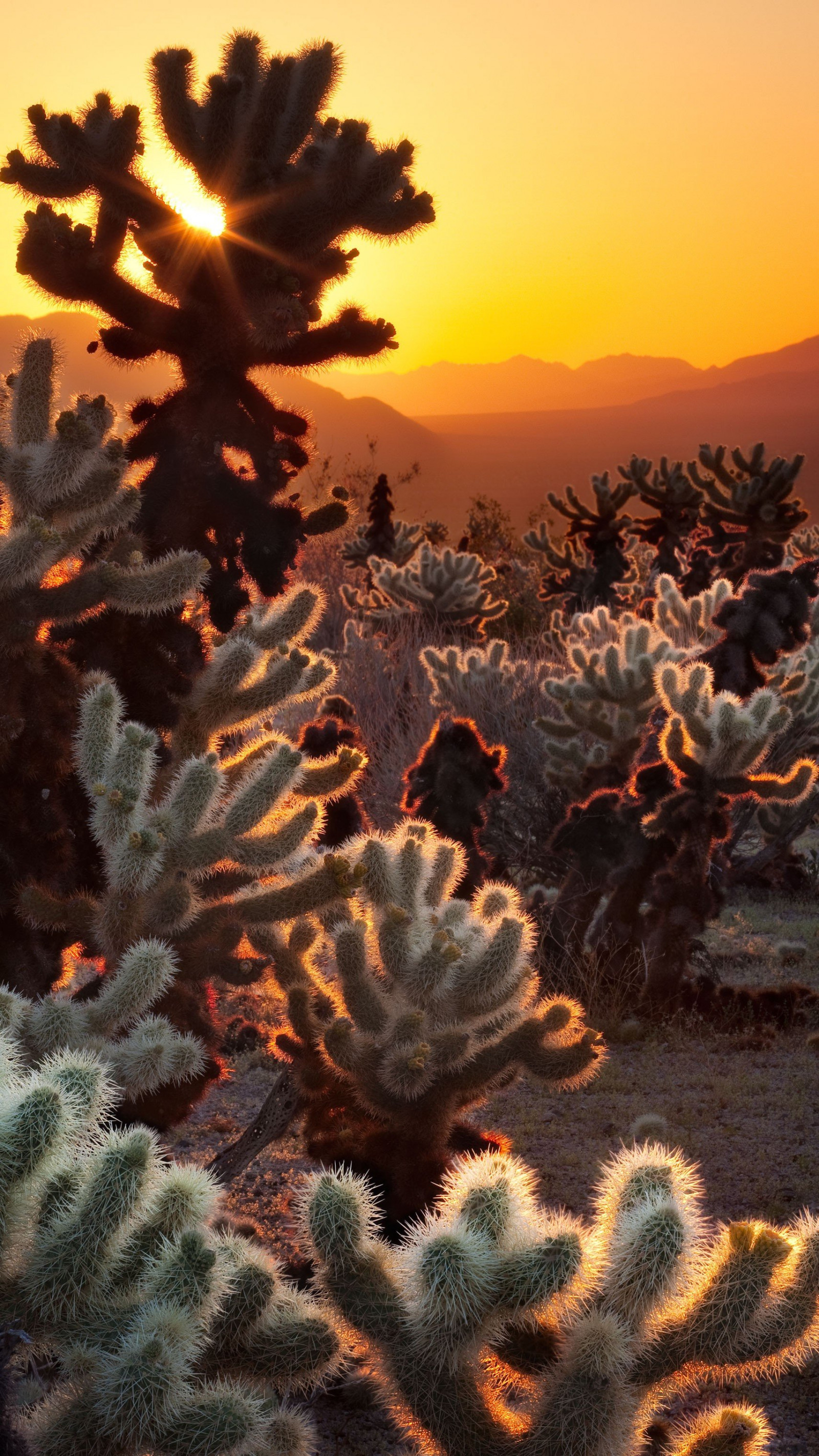Wallpaper : 1710x3040 px, cactus, desert 1710x3040 - wallup - 1226408