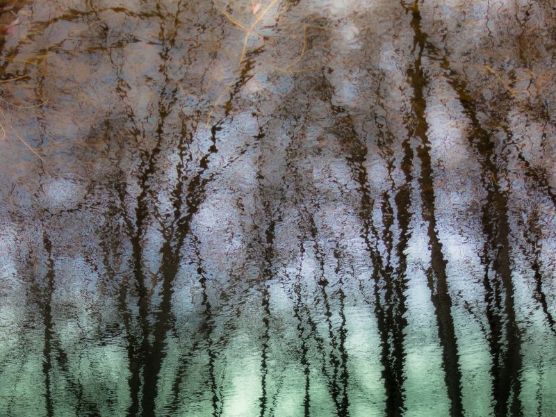 hutan,abstrak,refleksi,musim dingin,cabang,hijau