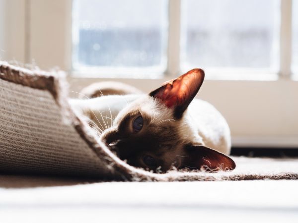 sunlight,feline,carpet,Siamese cats,warming in sunlight