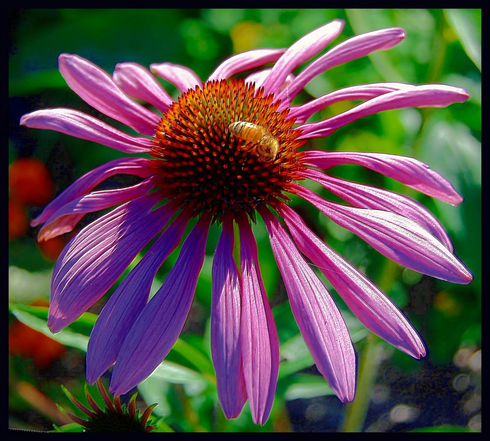 Hintergrundbilder Rosa, Blumen, wild, Blume, Farbe, Makro, Natur