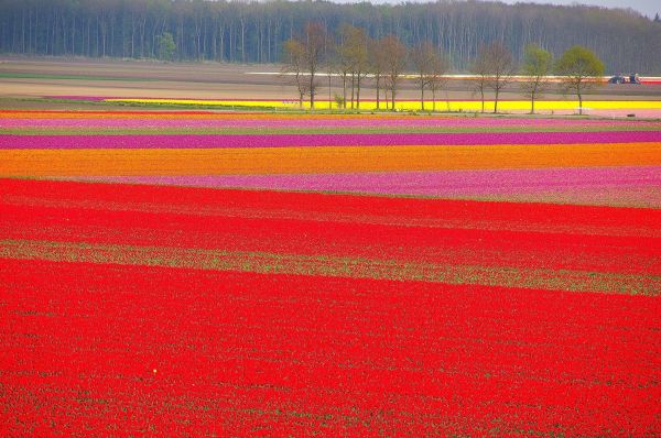 field,fields,flower,flowers,tulip,2106x1400 px