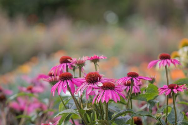 garden, nature, park, blossom, autumn, field