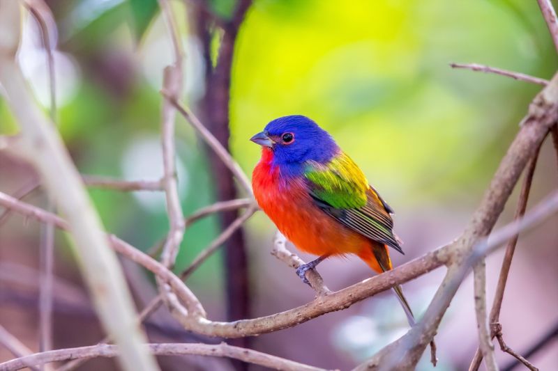 2048x1365 px, hewan, burung-burung, makro 2048x1365 px, hewan, burung-burung, makro