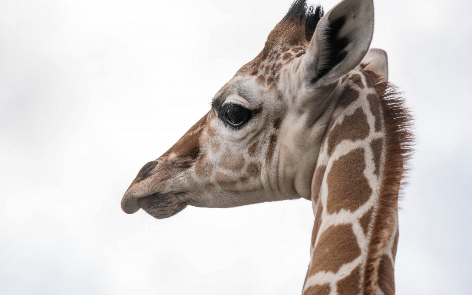 zvěř, fotografování, žirafy, Volně žijících živočichů, žirafa, fauna, savec, obratlovců, Giraffidae