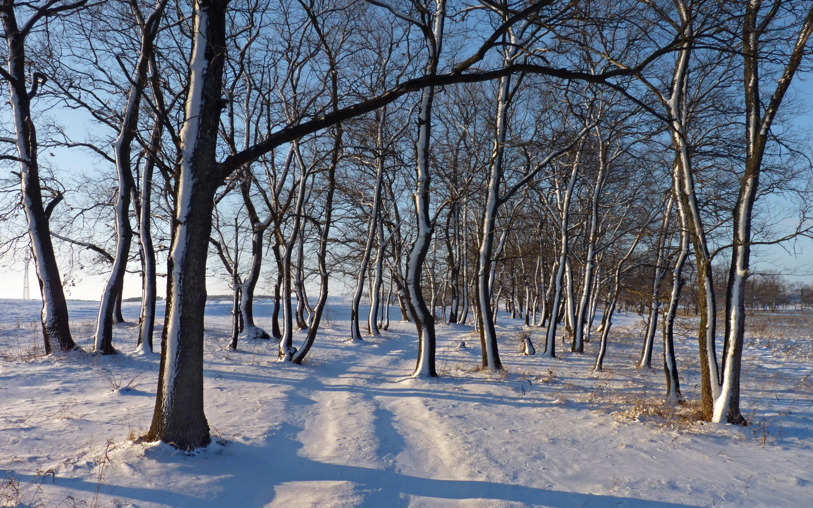 solljus, träd, landskap, skog, snö, vinter-, gren, is, Frost, väg, Frysning, träd, väder, växt, säsong, skog, livsmiljö, naturlig miljö, vedartad växt