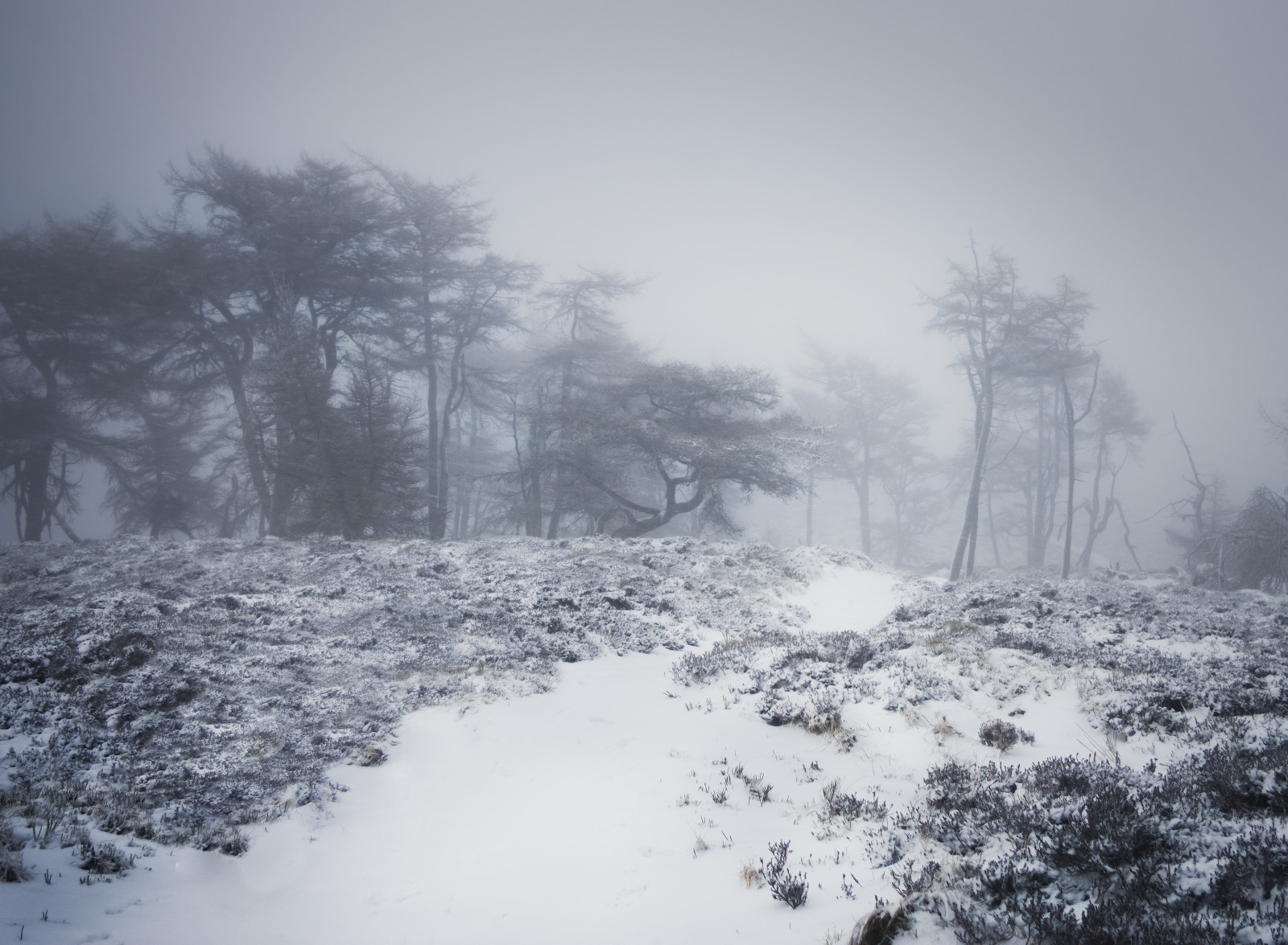 Skov, sne, vinter, bakker, kold, morgen, tåge, frost, sti, Fryser, træ, tåge, bjerg, vejr, sæson, snestorm, dyster, dundee, atmosfærisk fænomen, geologisk fænomen, vinter storm, sidlaws, Auchterhouse