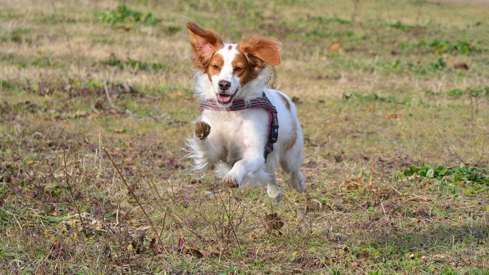 Skřítek, Pes, domácí zvíře, třtina, Breton, Brittany, běh, skákání, vznášející, 12monthsfordogs17