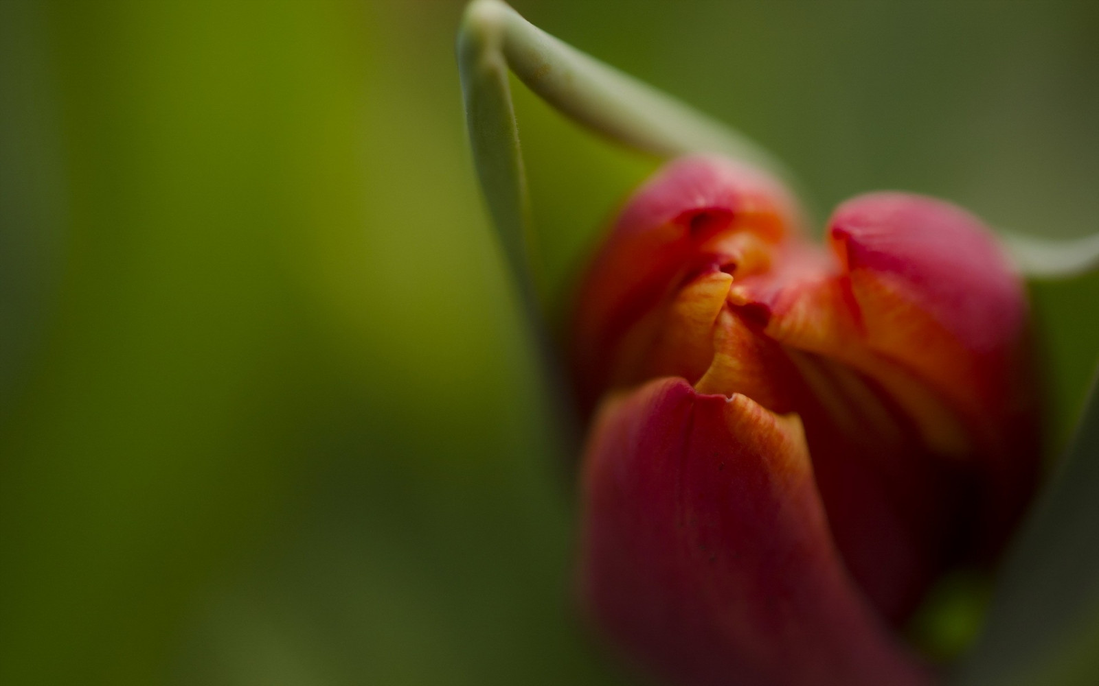flower, petals, branch, blurring