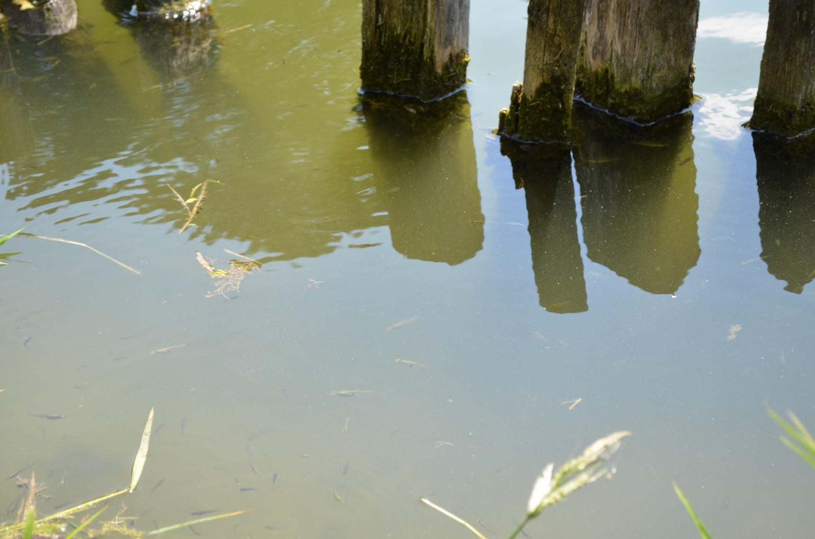 slunečnímu záření, stromy, květiny, voda, Příroda, odraz, tráva, zelená, hnědý, rybník, řasy, strom, list, 4928x3264 px, vodní, rybník