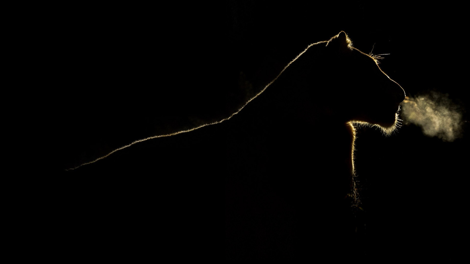 nero, notte, silhouette, Leone, fulmine, grandi gatti, tuono, contorno, leggero, illuminazione, linea, oscurità, sfondo del computer, bianco e nero, fotografia in bianco e nero