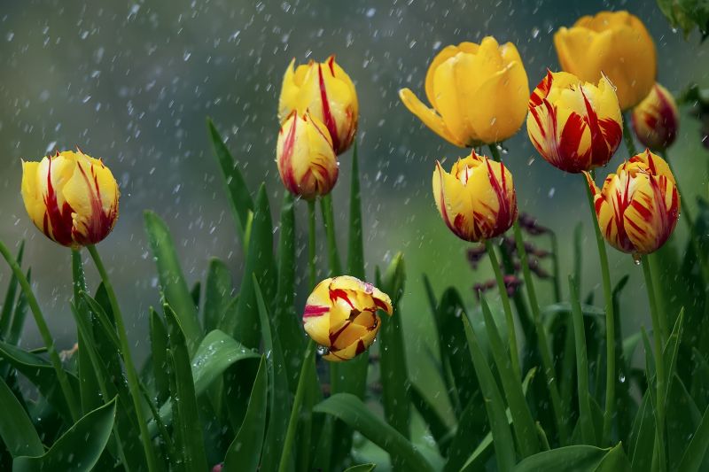 fiori,natura,giallo,fiore,pianta,tulipano