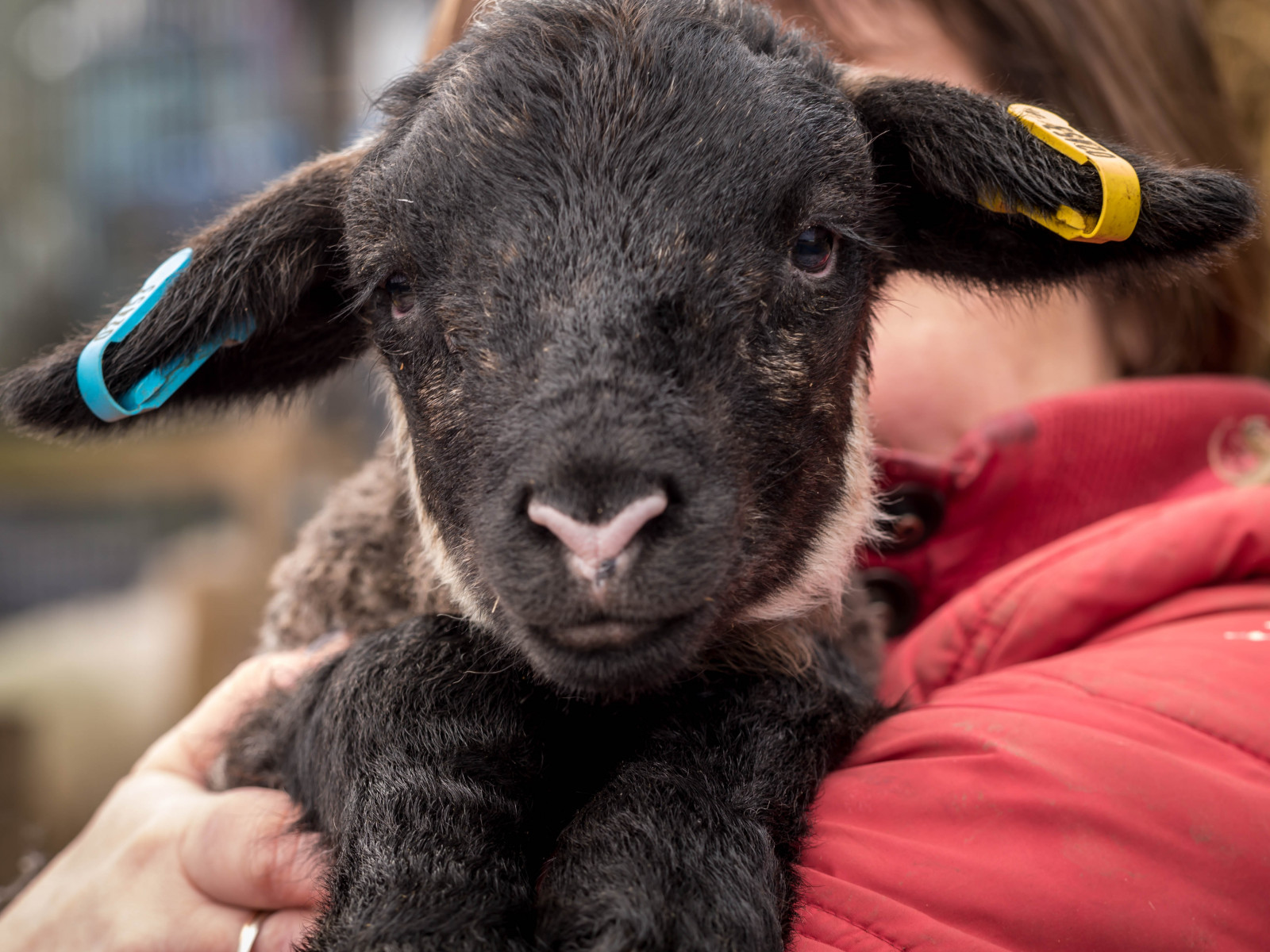 Wallpaper lamb, animal, young, newborn, farm, spring, warwickshire