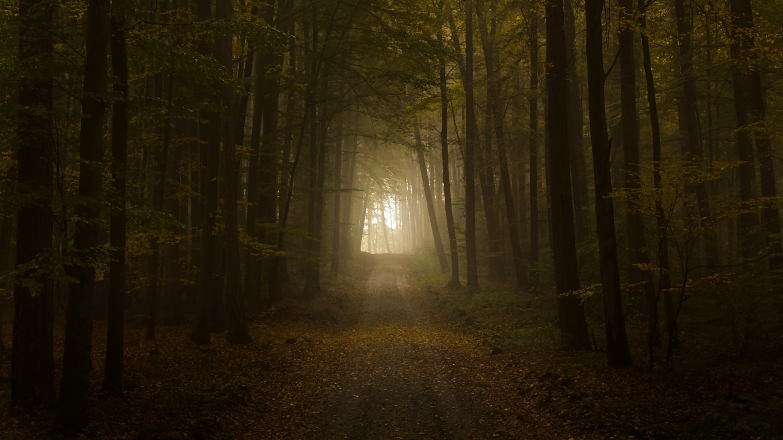 luce del sole, alberi, paesaggio, foresta, natura, ramo, mattina, nebbia, sentiero, leggero, albero, autunno, nebbia, foglia, stagione, oscurità, immagine dello schermo, bosco, habitat, ambiente naturale, fenomeno atmosferico, pianta legnosa, caratteristica geografica, ecosistema