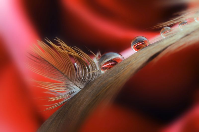 rosso, pianta, fiore, macro, riflessione, natura rosso, pianta, fiore, macro, riflessione, natura
