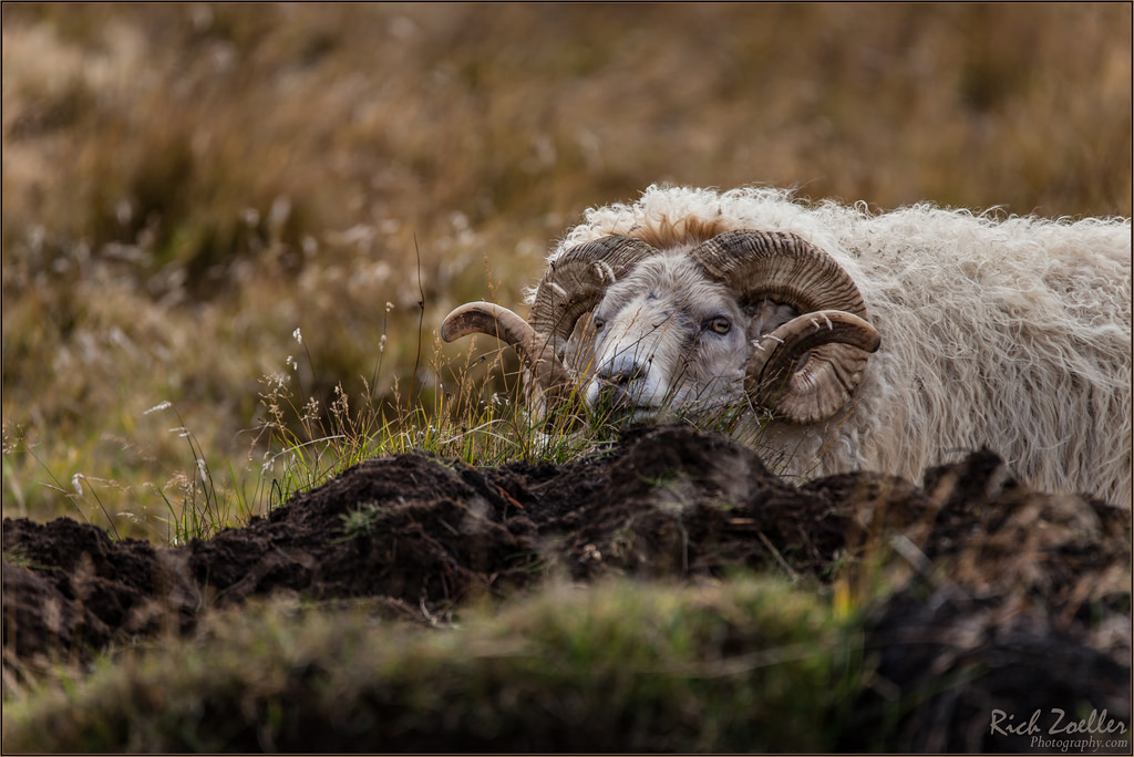 richzoeller, bohatý, Zoeller, thatkidrich, TKR, RAM, Island, islandský, pole, divoký, dof, tráva, růžky, vlna, ba, Volně žijících živočichů, Příroda, Kánon, sigma, oči, oko, hledá, sledování, zvíře