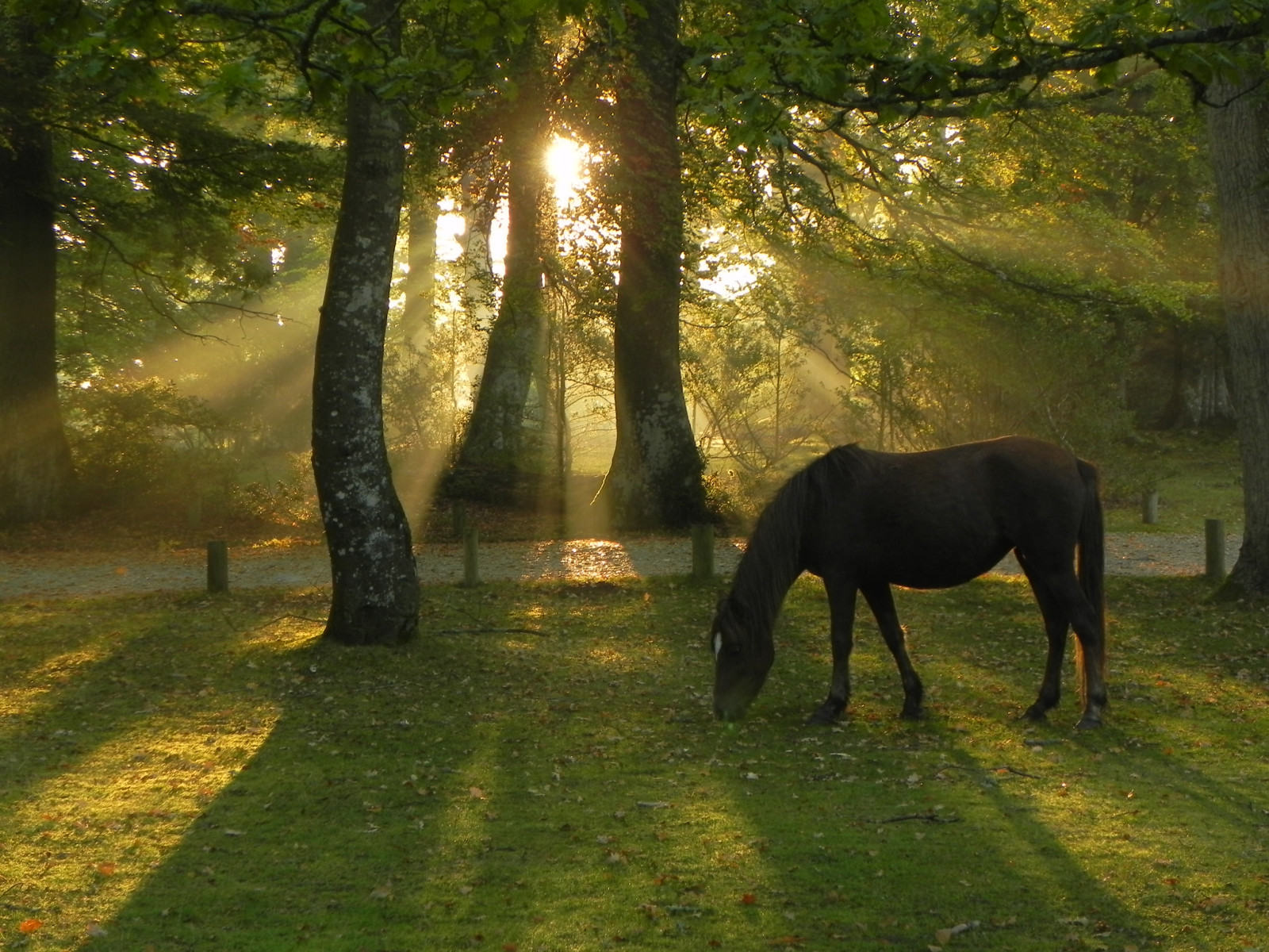 slunečnímu záření, stromy, krajina, les, Příroda, kůň, tráva, zelená, Anglie, ráno, Volně žijících živočichů, cesta, Spojené království, poník, světlo, strom, list, lučina, rostlina, mygearandme, pastvina, louka, kobyla, sluneční paprsky, greatbritain, hezký snímek, musictomyeyeslevel1, Británie, Hampshire, zálesí, počítač tapeta, dřevina, hříva, kůň jako savci, hřebec, pack animal, pastvisko, newforest
