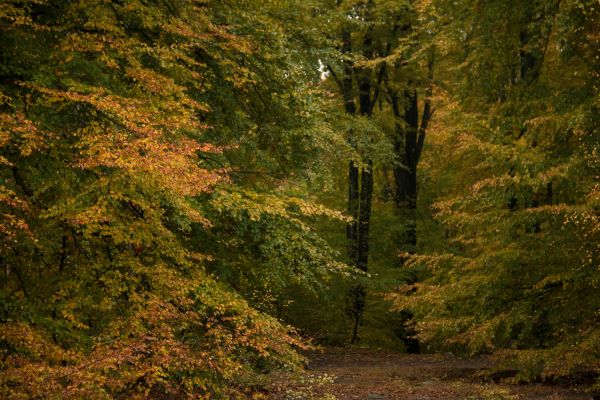 sunlight, forest, nature, wilderness, stream, ridge