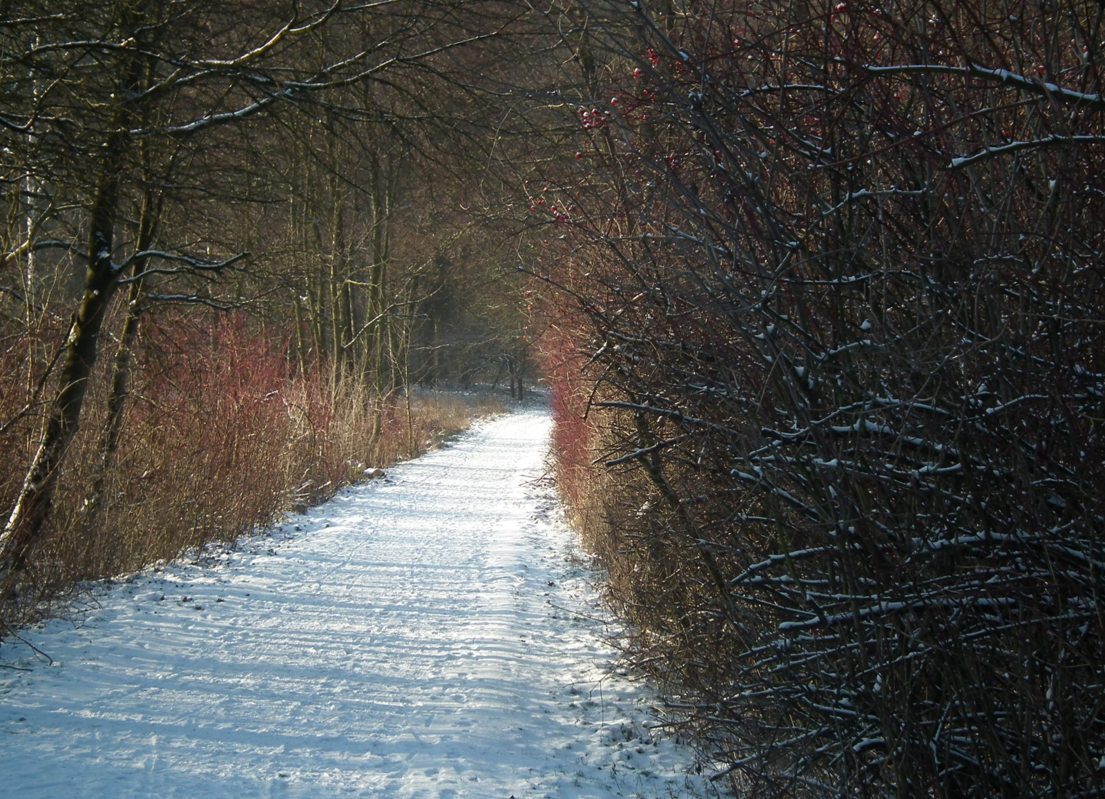 Sonnenlicht, Wald, Wasser, Natur, Betrachtung, Schnee, Winter, Straße, Ast, Eis, Morgen, Frost, Fluss, Strom, Pfad, Einfrieren, Baum, Herbst, Blatt, Wetter, Jahreszeit, Wald, Lebensraum, natürlichen Umgebung, Atmosphärisches Phänomen, Wasserweg, Holzige Pflanze