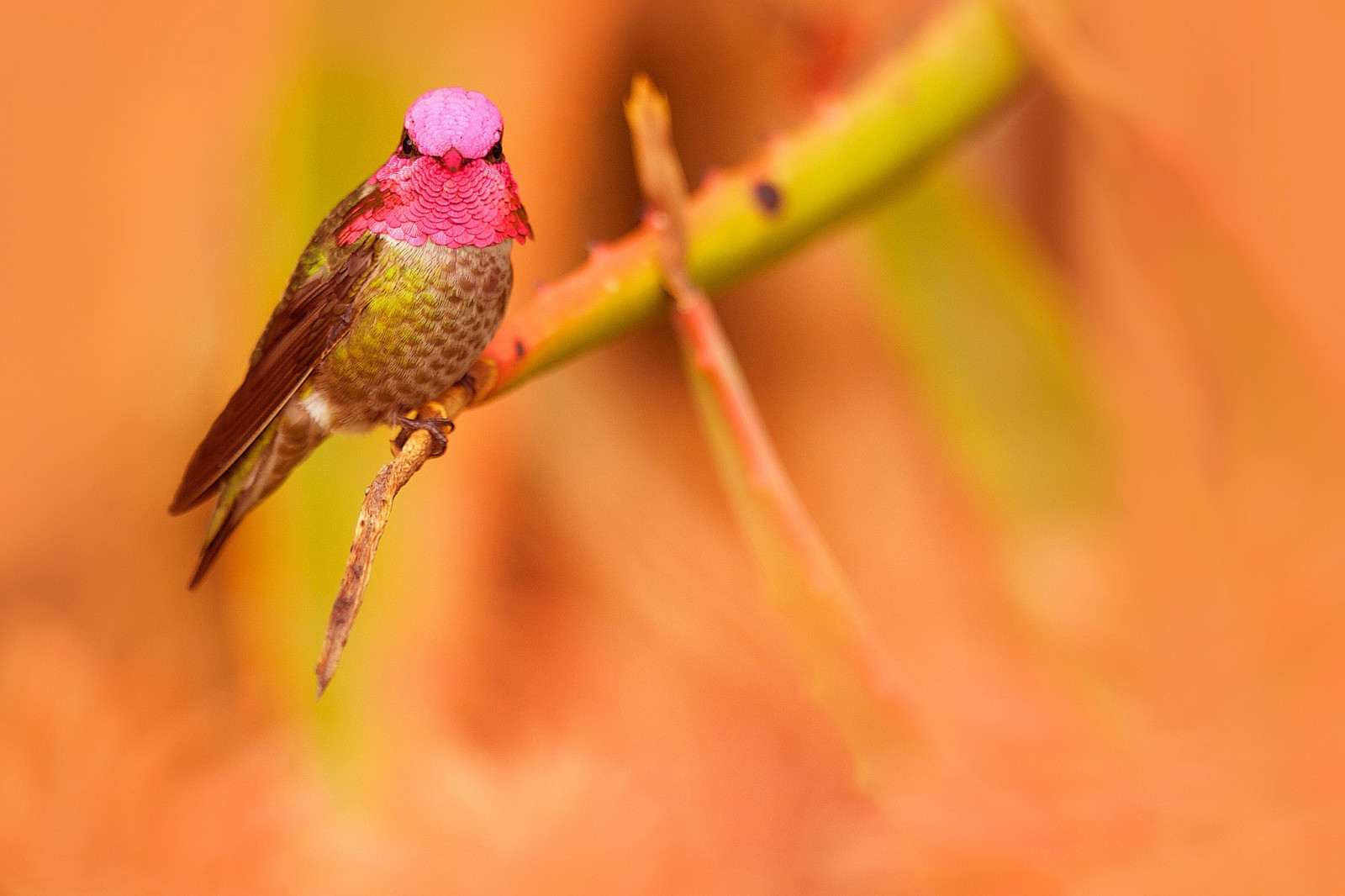 Wallpaper birds, animals, yellow, hummingbirds, beak, flower, bird