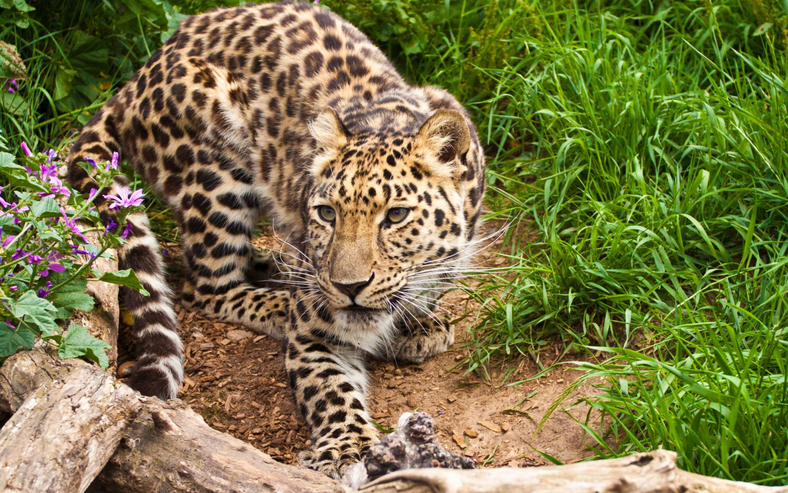 animali, natura, grandi gatti, Zoo, giungla, leopardo, Ocelot, Giaguaro, fauna, mammifero, 2560x1600 px, vertebrato, gatto come mammifero